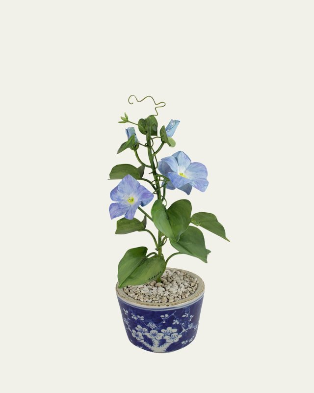 Morning Glory September Birth Flower in Ceramic Pot